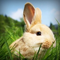 /album/www-tierphysio-bendel-de/photolia-a03-jpg/