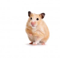 /album/www-tierphysio-bendel-de/a39152-bendel-tierphysio-v4-6-jpg/